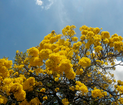 Tabebuia aurea