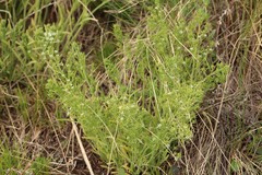 Thesium repens