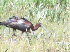 Plegadis chihi × Plegadis falcinellus