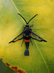 Synanthedon myopaeformis