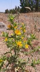 Scolymus