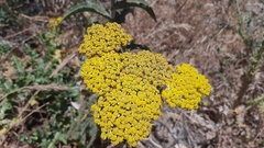 Achillea arabica