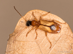 Demetrias monostigma