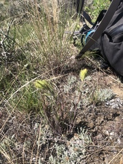 Castilleja lutescens
