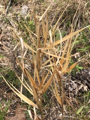 Andropogon gyrans