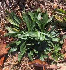 Plantago lanceolata