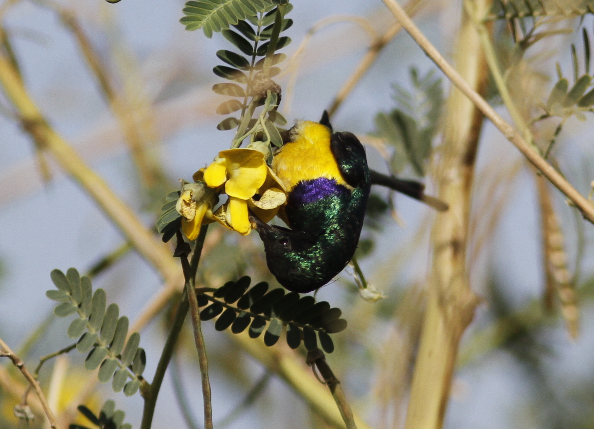 Nile Valley Sunbird illustration