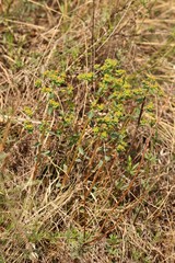 Euphorbia alpina