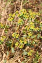 Euphorbia alpina
