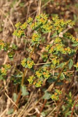 Euphorbia alpina