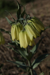 Fritillaria pallidiflora