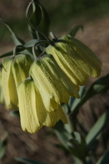 Fritillaria pallidiflora