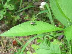 Xylota bicolor