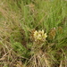Astragalus turolensis - Photo (c) fermin_y_ana, algunos derechos reservados (CC BY-NC)