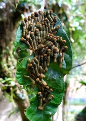 Heraclides anchisiades capys