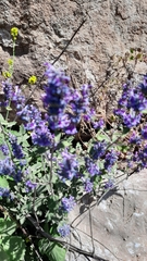 Nepeta curviflora