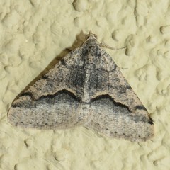 Frederickia ballandrata