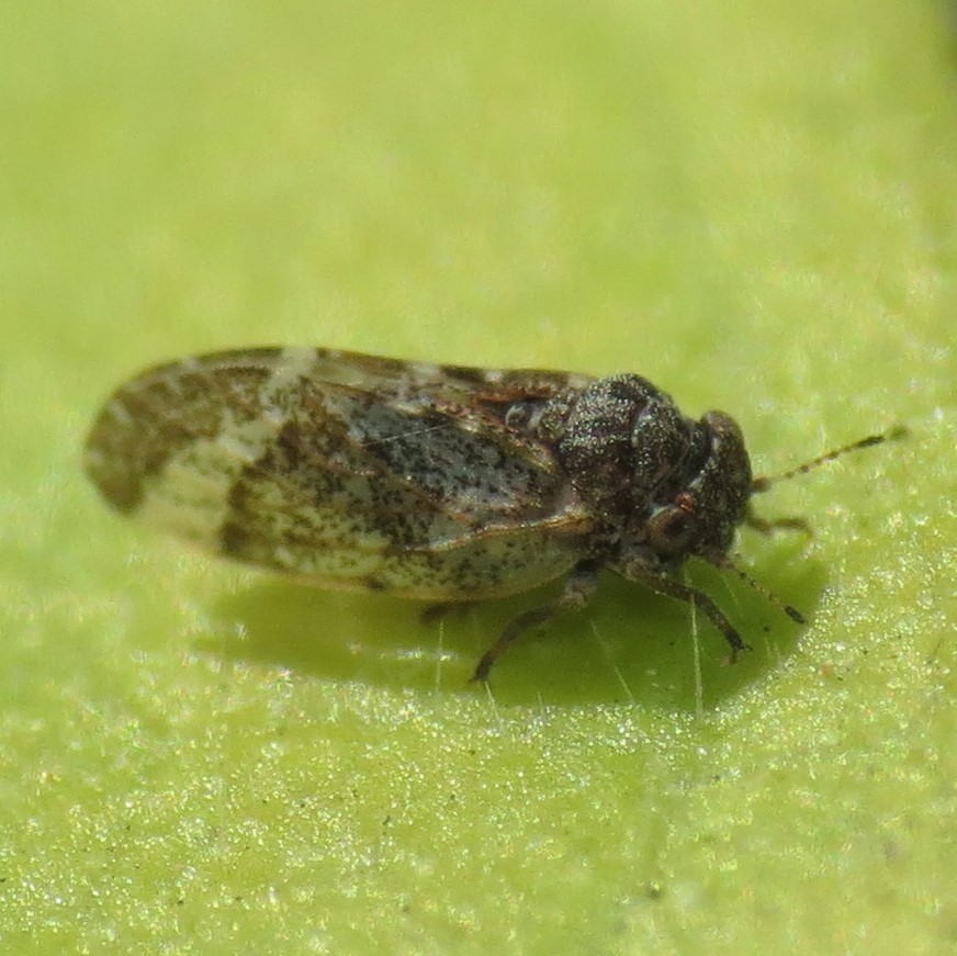 Hackberry Gall Psyllids