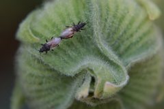 Oxycarenus