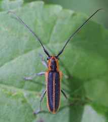 Saperda lateralis