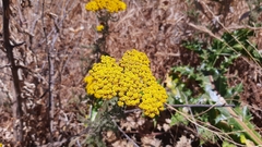 Achillea arabica