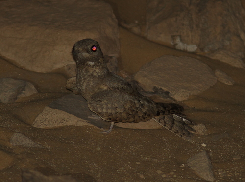 Caprimulgus aegyptius