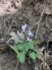 Valeriana arizonica