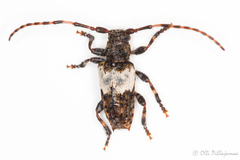 Pogonocherus hispidulus