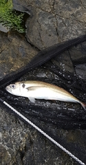 Trachurus trachurus