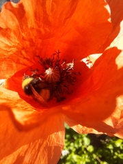 Bombus haematurus