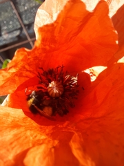 Bombus haematurus