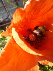 Bombus haematurus