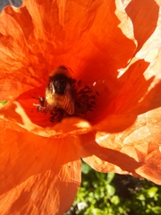 Bombus haematurus