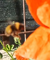 Bombus haematurus