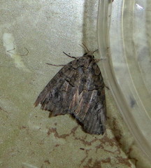 Prionofrontia strigata