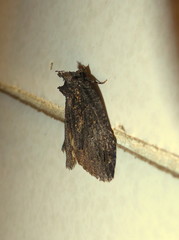 Prionofrontia strigata