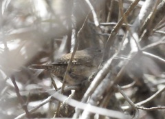 Troglodytes hiemalis