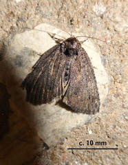 Prionofrontia strigata