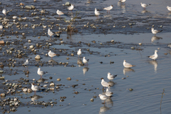 Chroicocephalus ridibundus