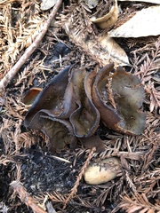 Plicaria endocarpoides