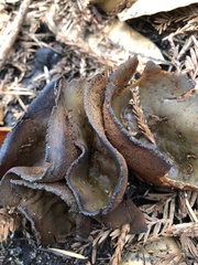 Plicaria endocarpoides