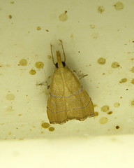 Odontiinae