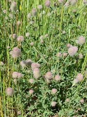 Trifolium arvense