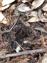 Plicaria endocarpoides