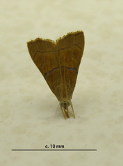 Odontiinae