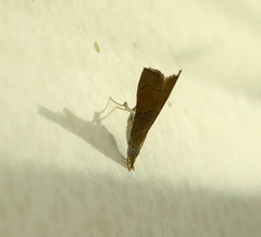Odontiinae
