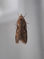 Semioscopis steinkellneriana