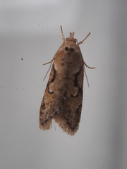 Semioscopis steinkellneriana