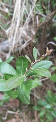 Kalmia polifolia