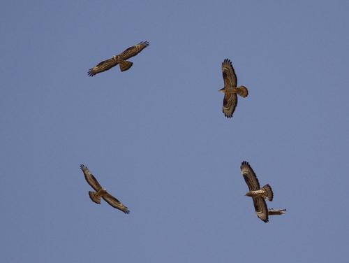 European Honey-buzzard